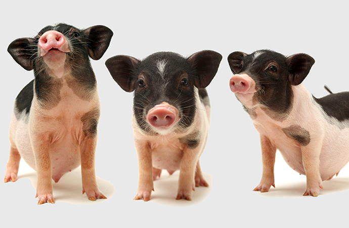 关于AHB?L-缬氨酸